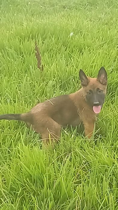 Pastor Belga Malinois