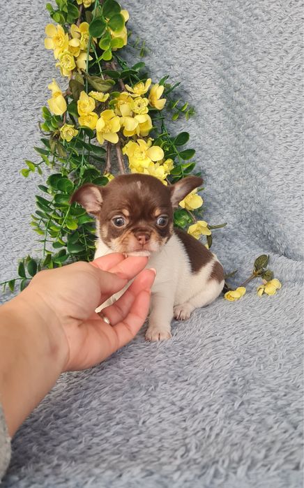 Excecional menina super mini mini Chihuahua/Chiuaua LinhagemRussa