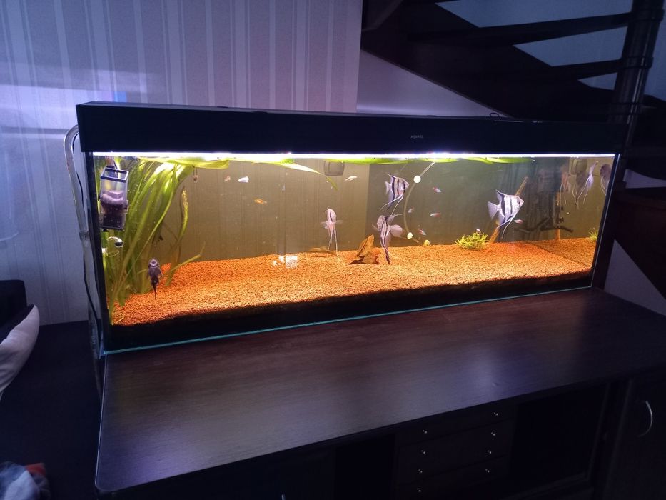 Akwarium zestaw akwarium 500 litrów stelaż pokrywa oświetlenie i życie