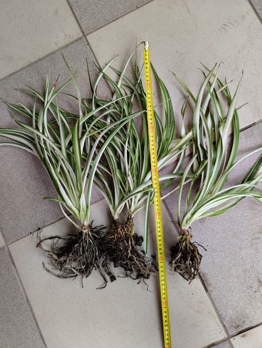 клівія кіноварна кливия комнатная лилия