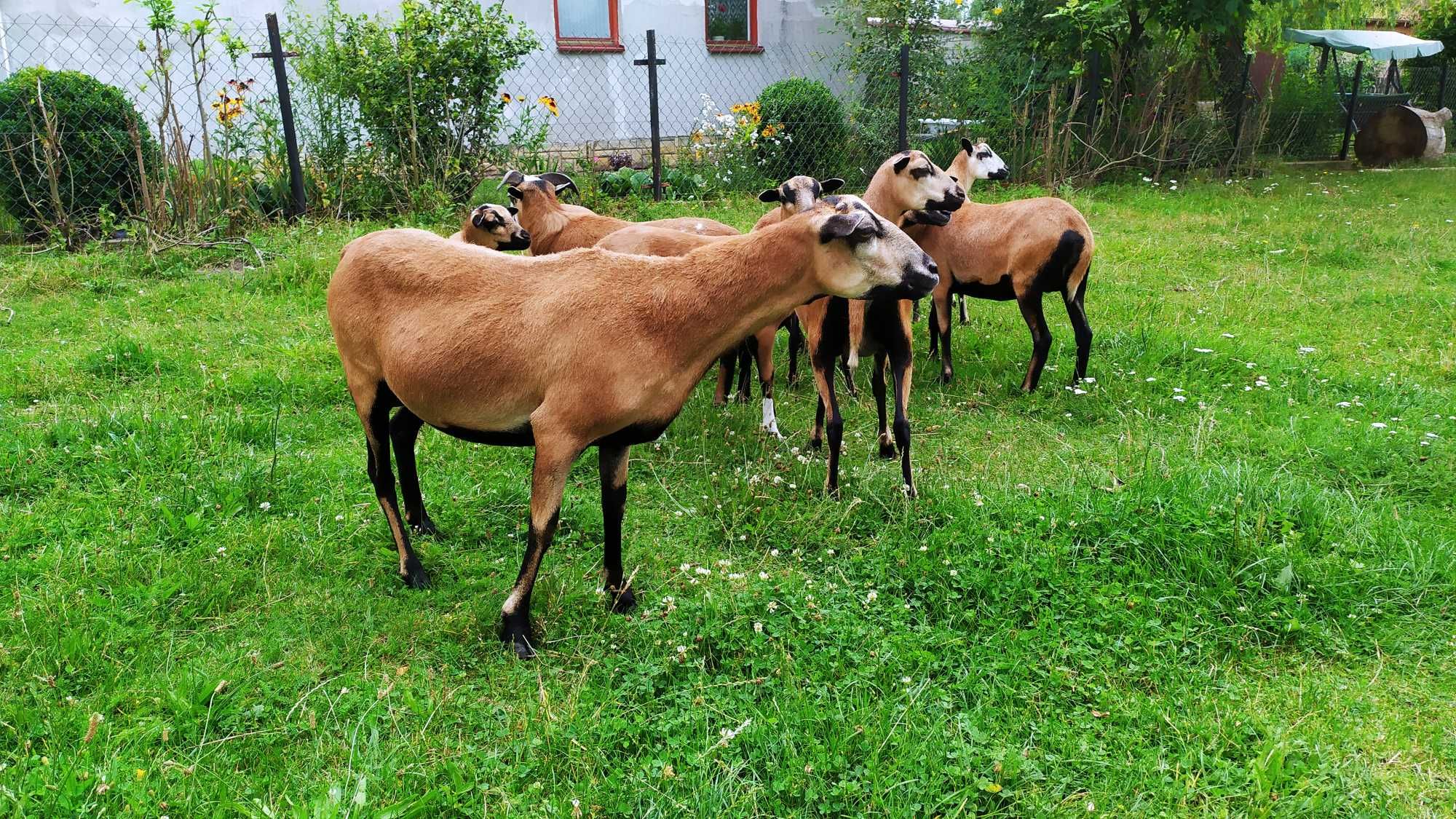 Owce kameruńskie