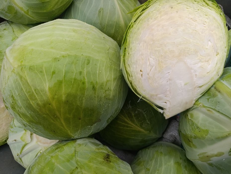 Капуста пізня Альбатрос ОПТ