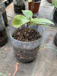 Ora-pró-nóbis (Pereskia aculeata)