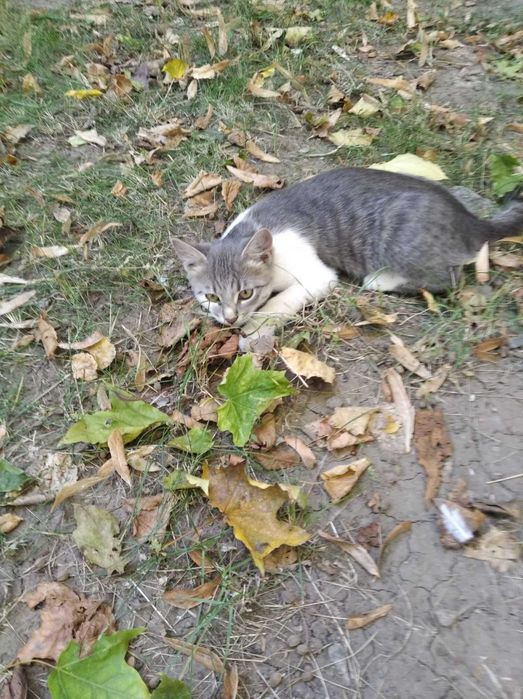 Віддамо в добрі руки!