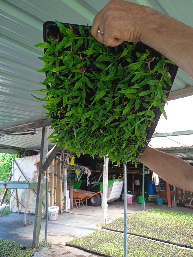 Grama brasileira e tudo o que necessita para o seu jardim