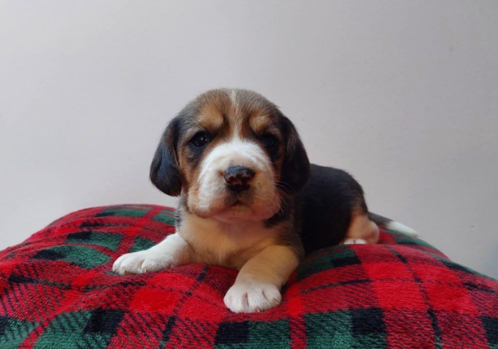 Szczeniak rasy beagle śliczna suczka