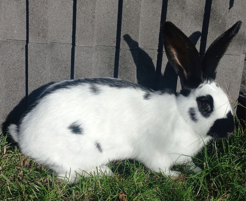 Srokacze niemieckie samce