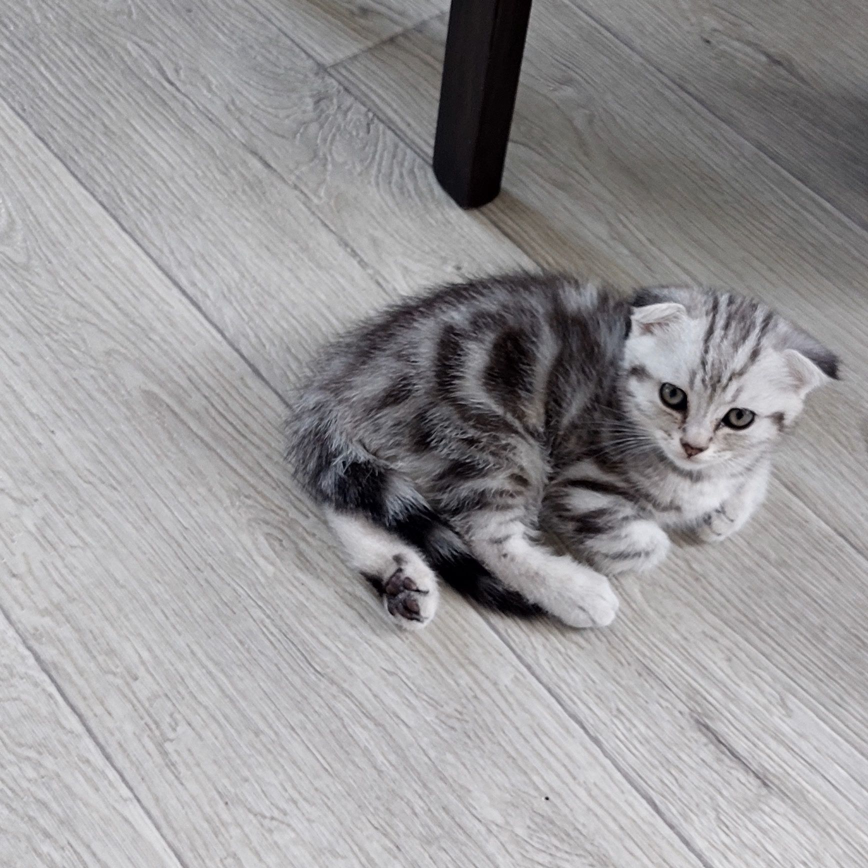 Шотландские котята Скоттиш Фолд.Скоттиш Страйт