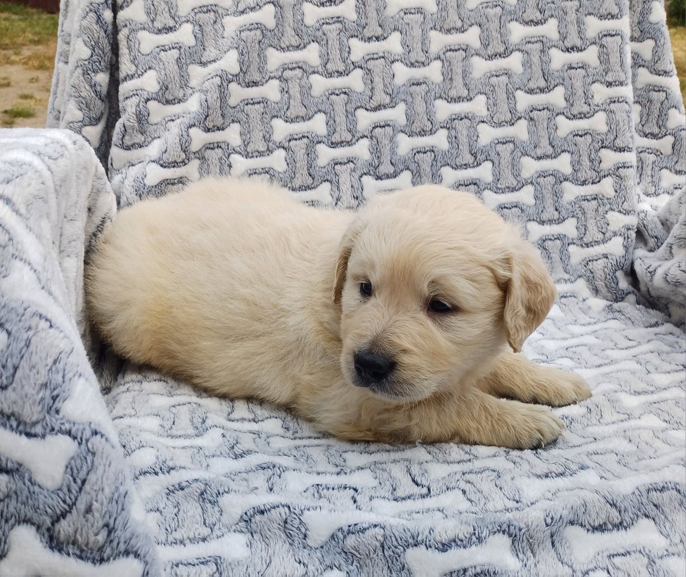 Piesek rasy Golden retriever