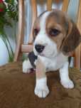 Beagle szczeniak aktualne