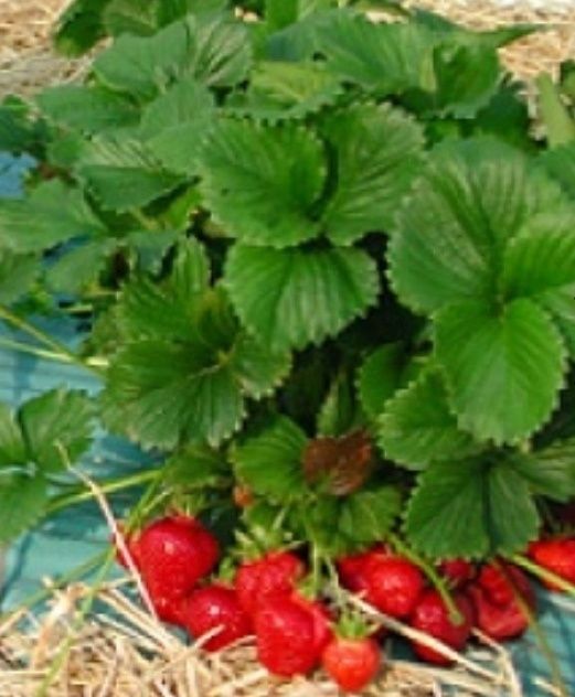 Саженцы клубники Хоней(копанка супер)