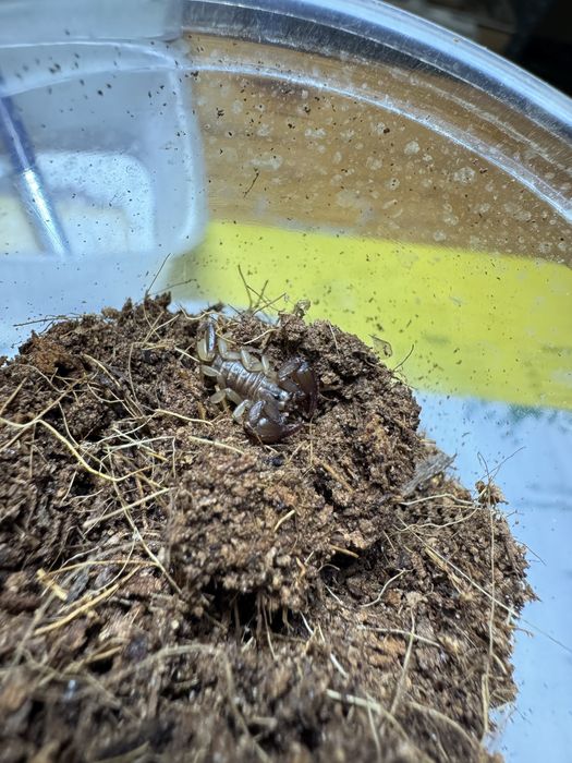 Euscorpius corcyraeum - Skorpion endemit z Korfu!