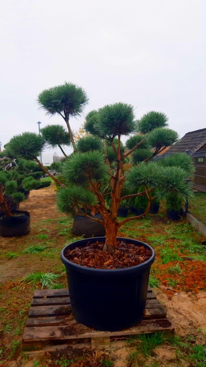 Sosna Watereri Bonsai-niwaki! Klon katalapa laurowiśnia szmaragd!