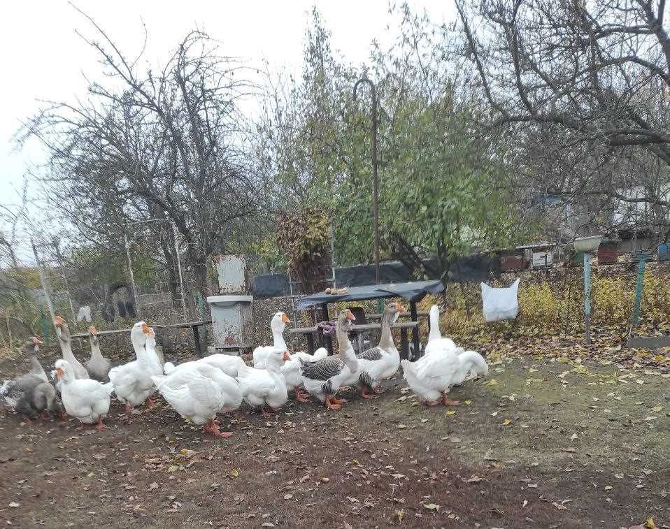 Продам гусей холмогорської породи.