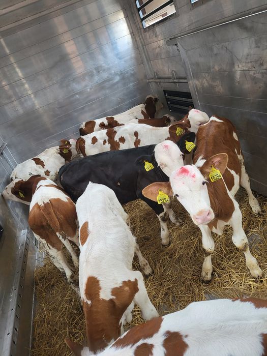 Sprzedam Cielaki 4 tyg /Startery