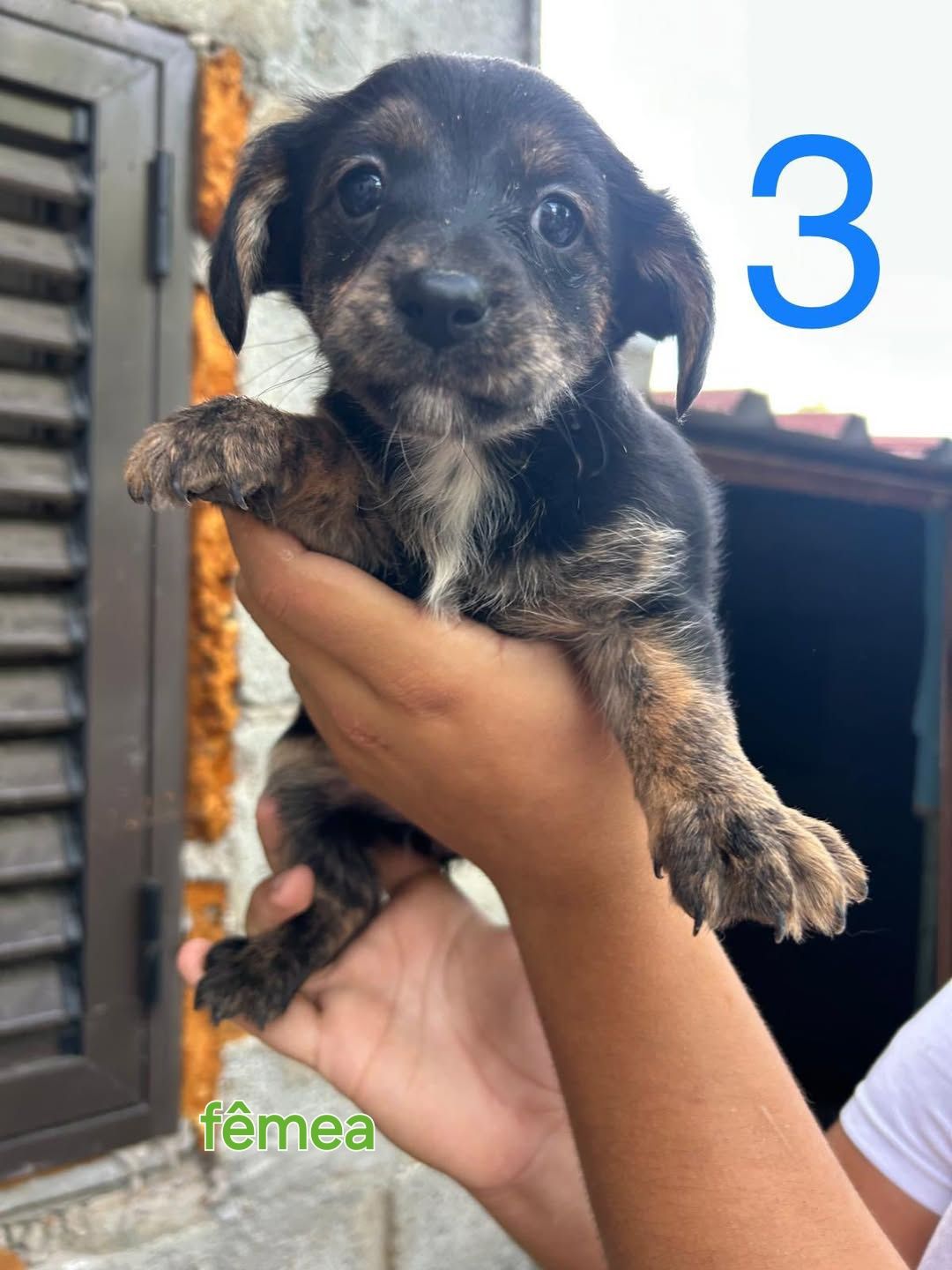 6 fofuras para adoção