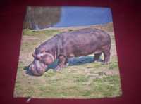 Hipopotam poszewka powłoczka na poduszkę jaśka kolorowa