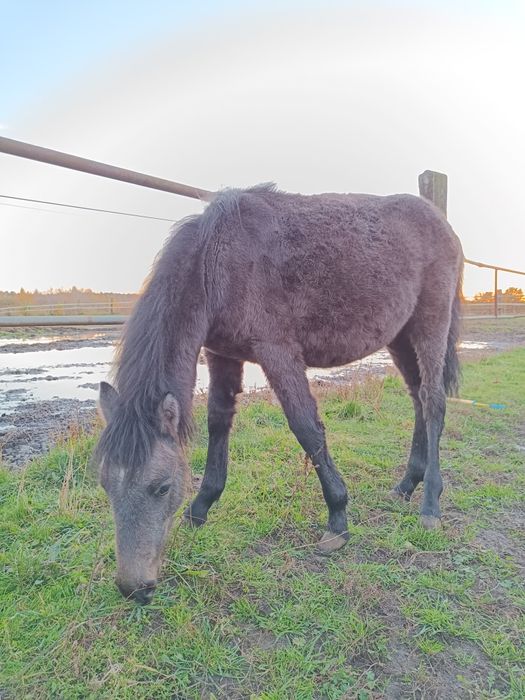 Sprzedam kuca, ogier