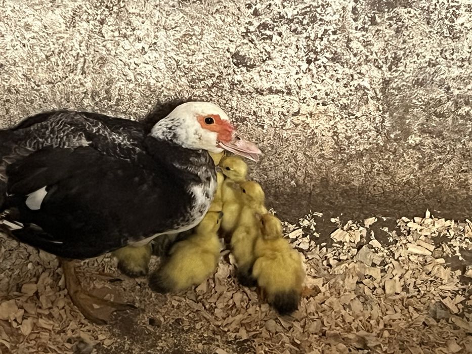 Patinhos mudos nascidos a 14-10