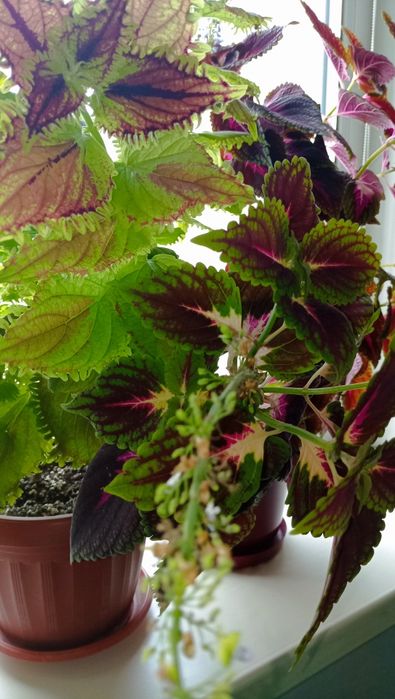 Колеус "кольорова кропива", молода рослина 50 см, квітне. Торг.