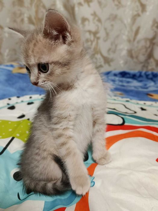 Кошенята весловухі