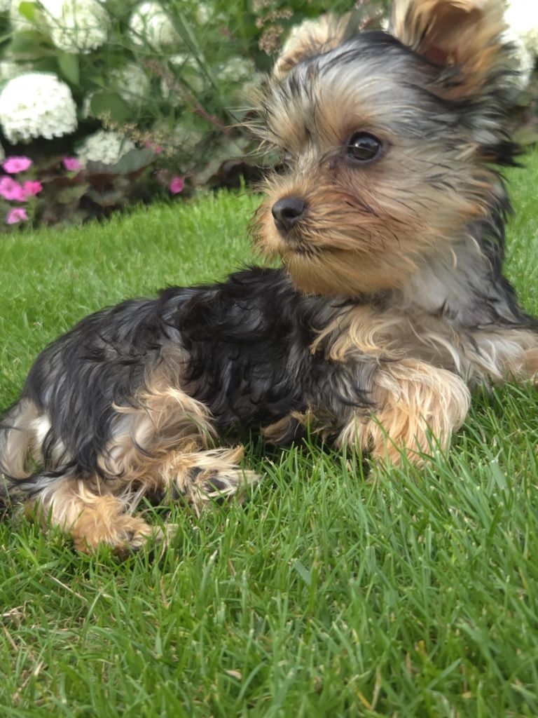 Yorkshire terrier mini