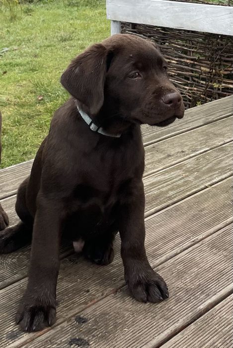 Labrador Retriever Czekoladowy
