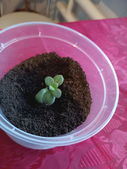 Отросточки разных цветочков