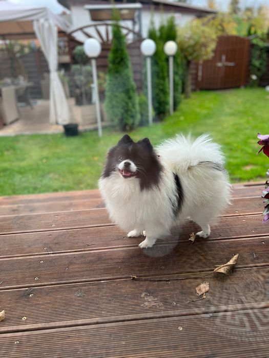 Szpic Miniaturowy suczka
