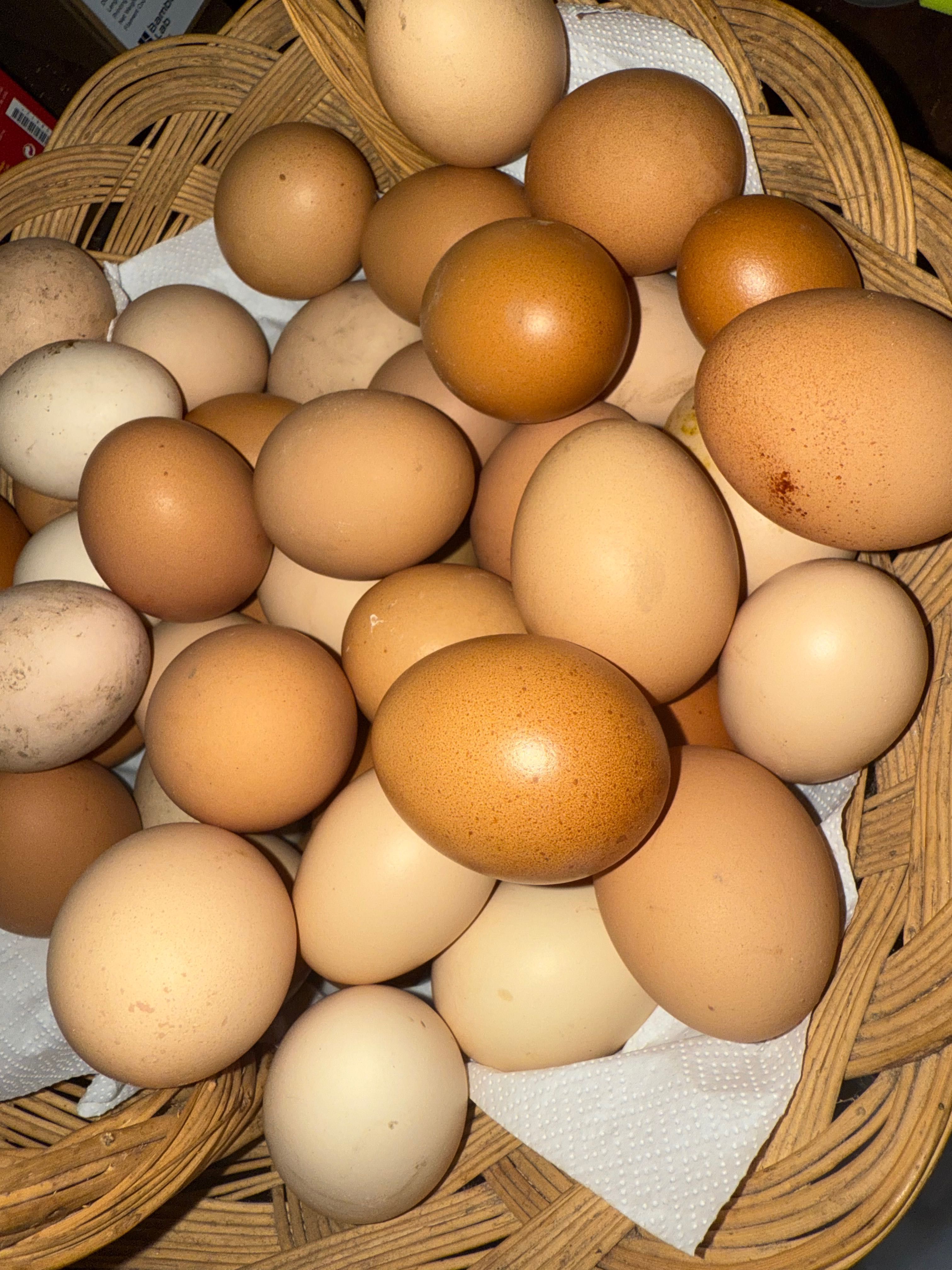 Dúzia de ovos caseiros