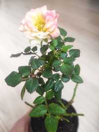Троянда-міні домашня жовто-рожева, кімнатні рослини, квітучі, роза