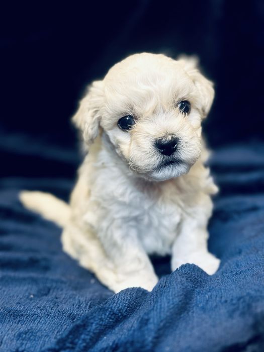 Bichon Frise szczenięta FCI – Chłopiec rezerwacje otwarte