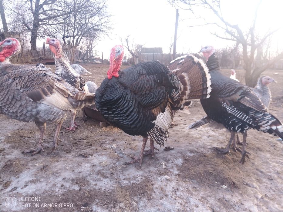 Продам домашних индюков