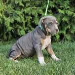 Piękny piesek amstaff