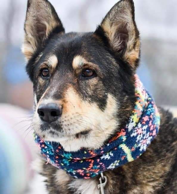 MAJA cudna sunia czeka na dom