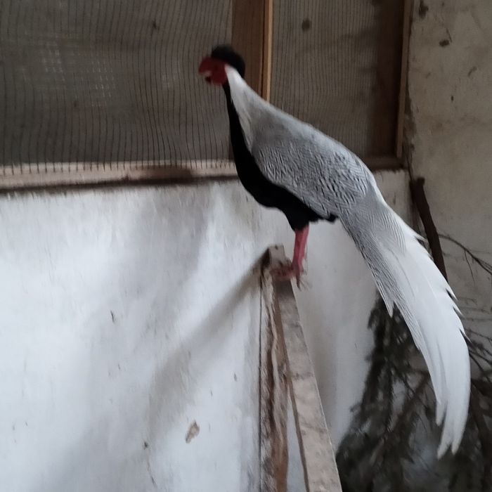 Bażanty łowne i srebrzyste.