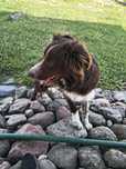 Border Collie czekoladowy piesek (chłopiec)