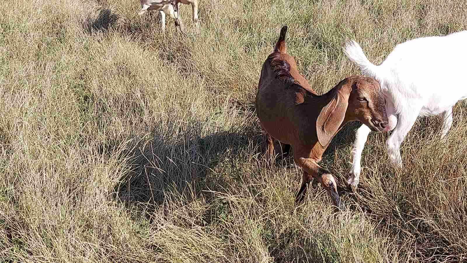 Зааненские  нубийские козлята козы и козлики разного возраста