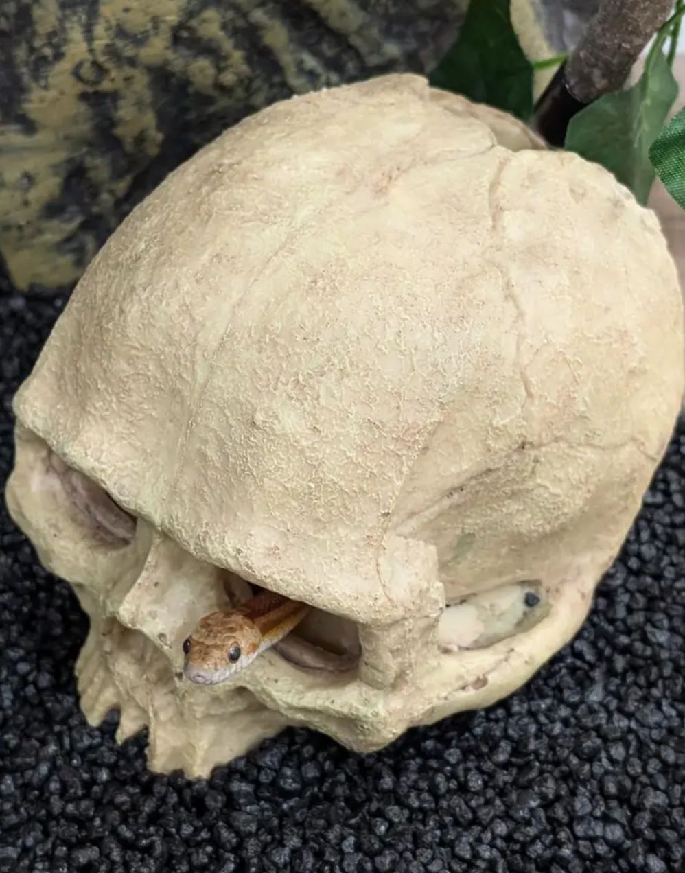 Czaszka do terrarium lub akwarium