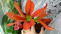 Amaryllis Aulicum, cebulki
