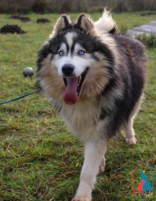 Tayo 283/24 - SZUKA DOMU!