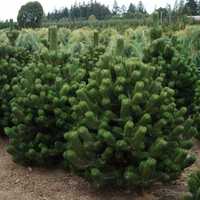 Сосна черная Орегон Грин
(Pinus nigra Oregon Green)