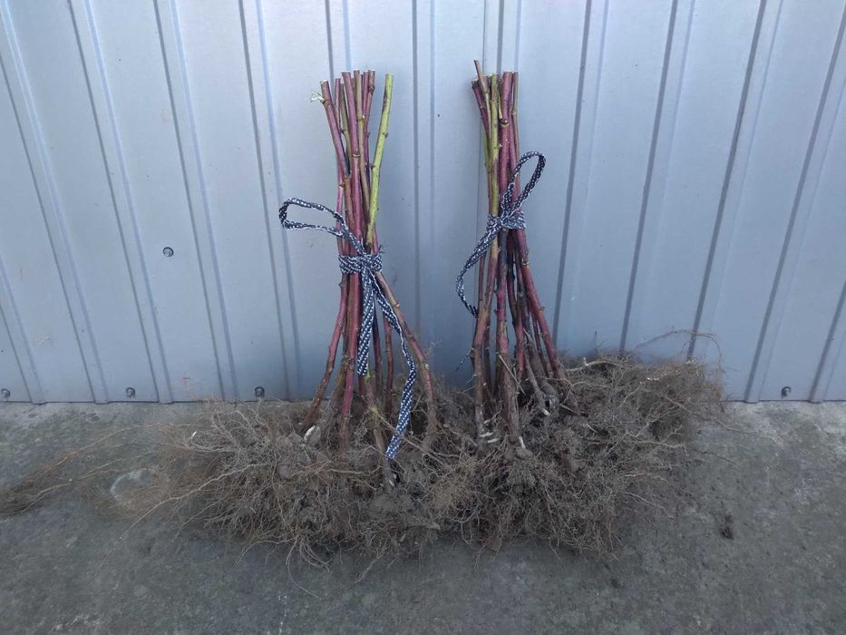 Malina jesienna, 2 odmiany