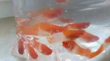 mieczyki     koi