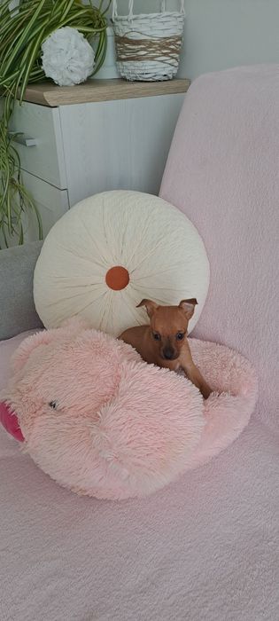 Ratlerek Pinczerek miniaturka.  Śliczne maluszki.