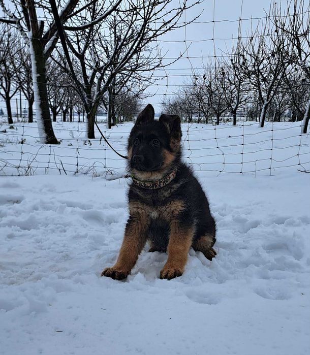 Owczarek Niemiecki długowłosy FCI