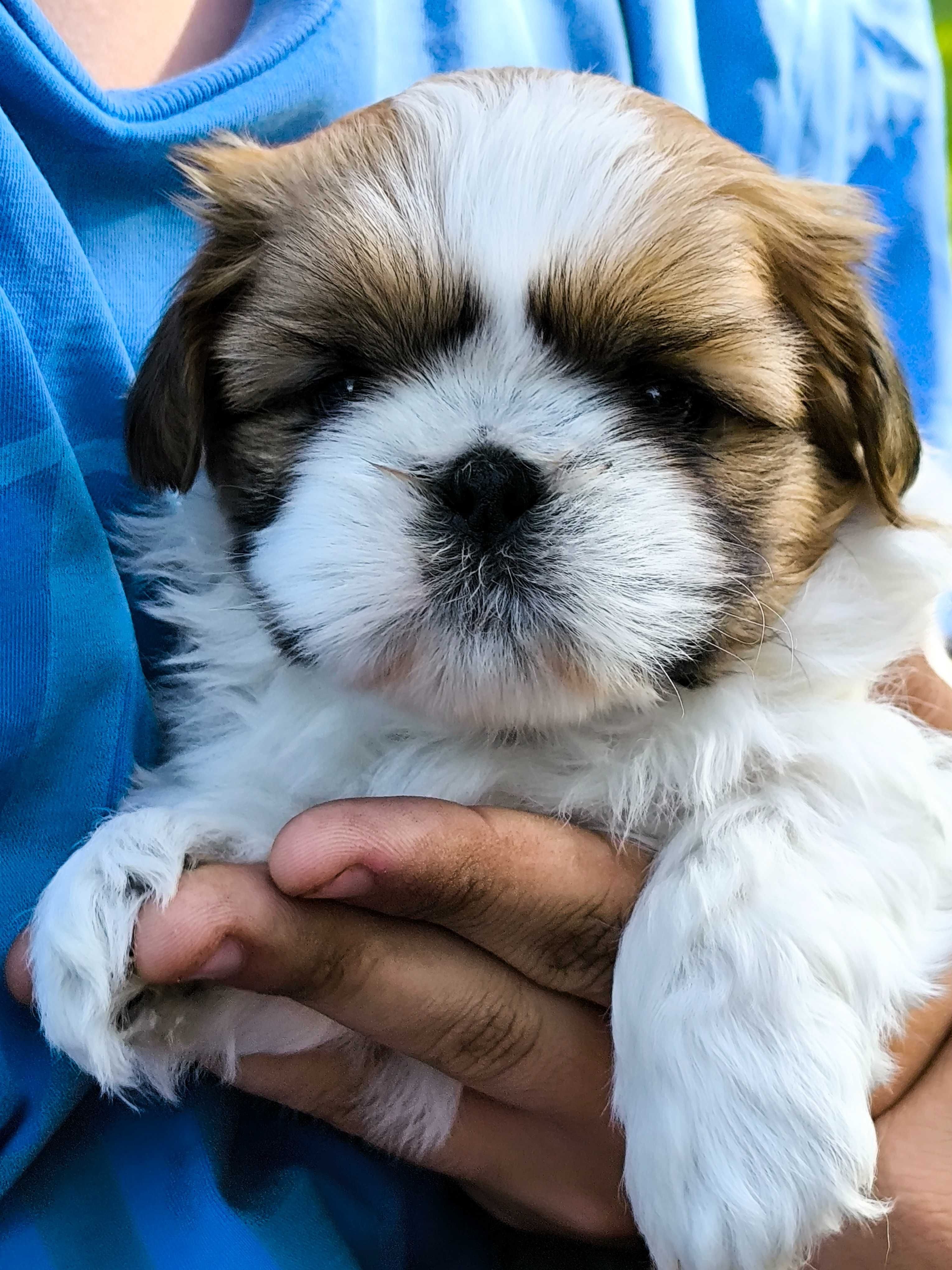 Shih tzu (piesek) gotowy do odbioru