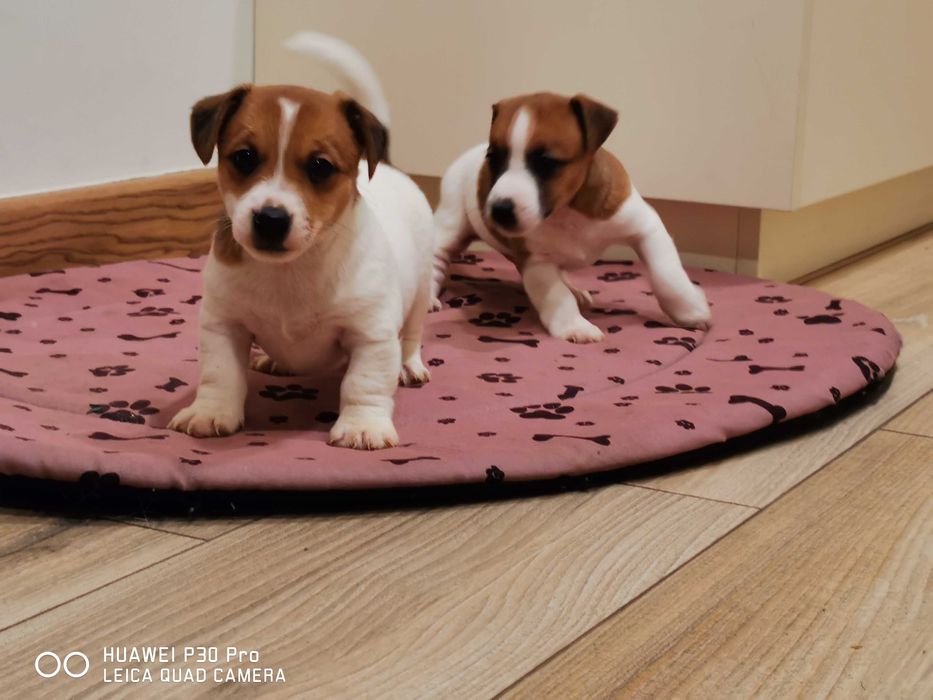 Jack Russell Terrier piękny piesek