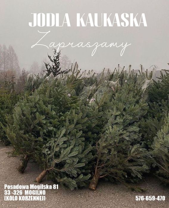 Choinka jodła kaukaska żywa cięta