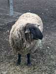 Baran oryginalny suffolk, 3 lata  , bardzo duzy